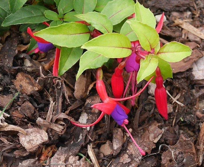 Winterharte Fuchsie 'Genii'