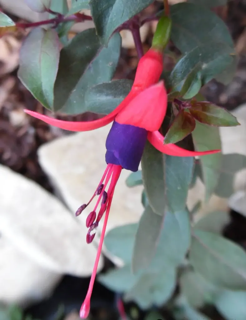 Winterharte Fuchsie 'Brockenfeuer'