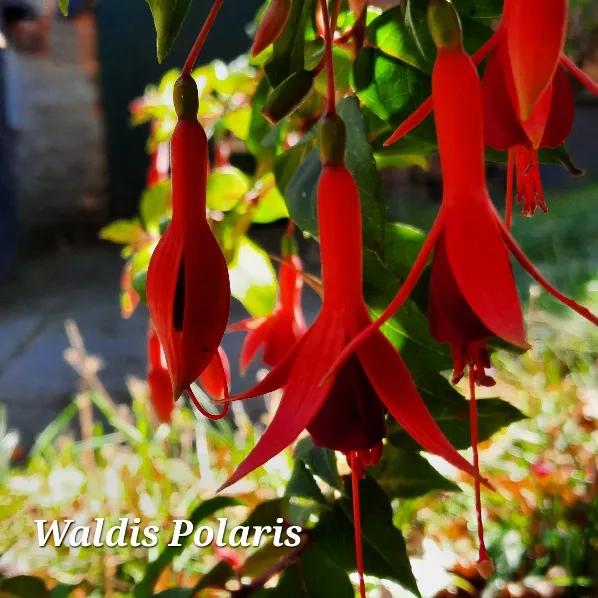 Winterharte Fuchsie 'Waldis Polaris'