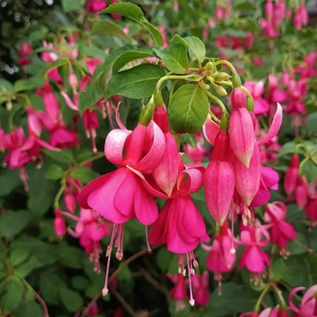 Winterharte Fuchsie 'Pinkes Riesending'
