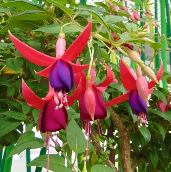 Winterharte Fuchsie 'Drame'