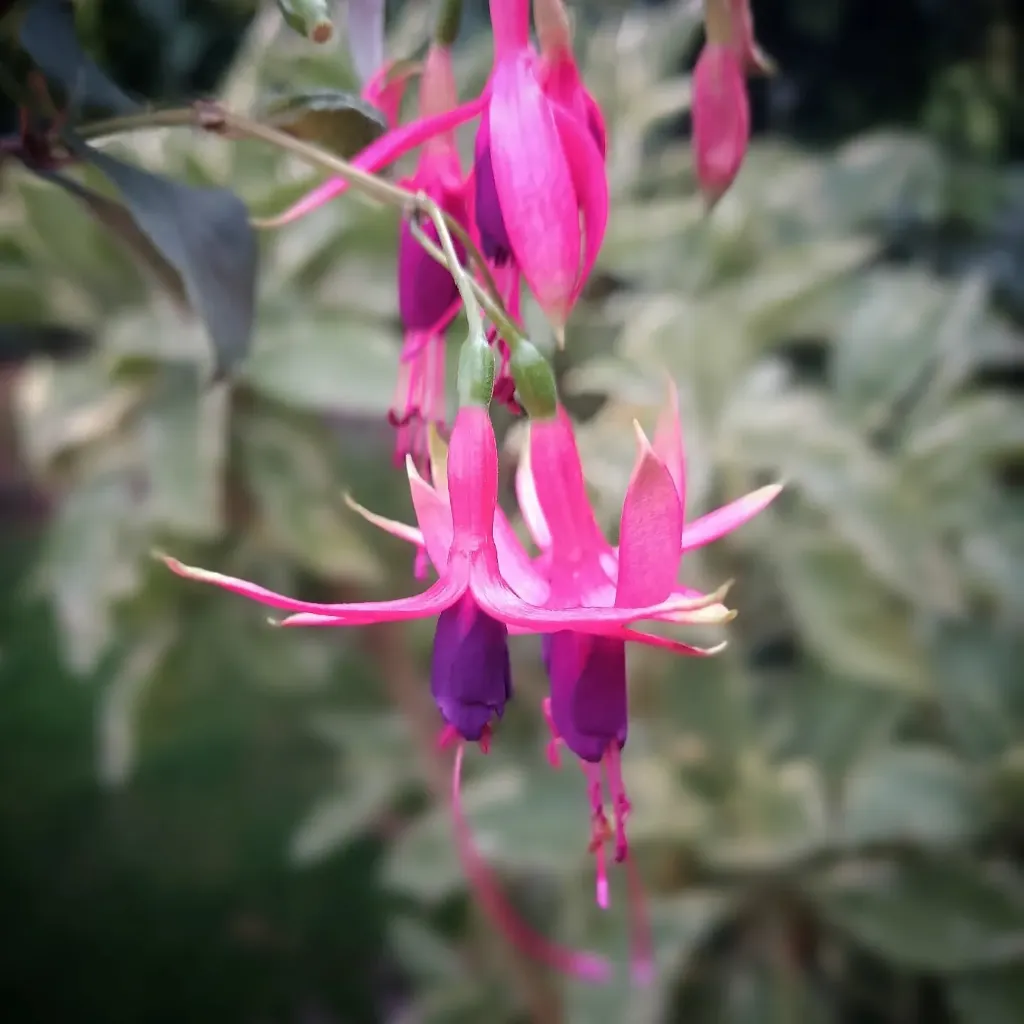 Winterharte Fuchsie 'Badisch Sibirien'