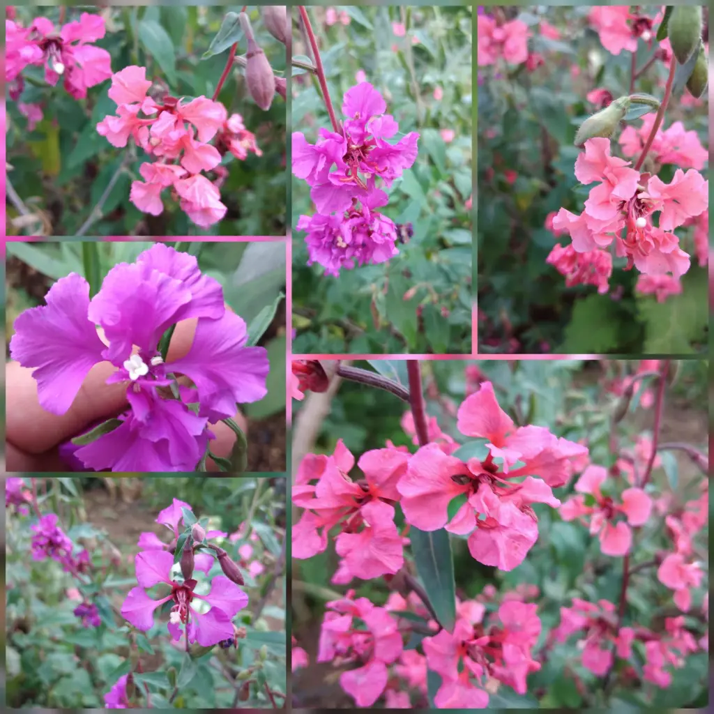 Sommerfuchsie