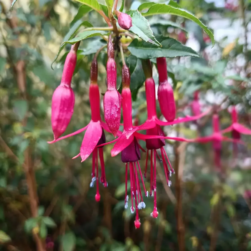 Winterharte Fuchsie 'Whiteknights Amethyst'