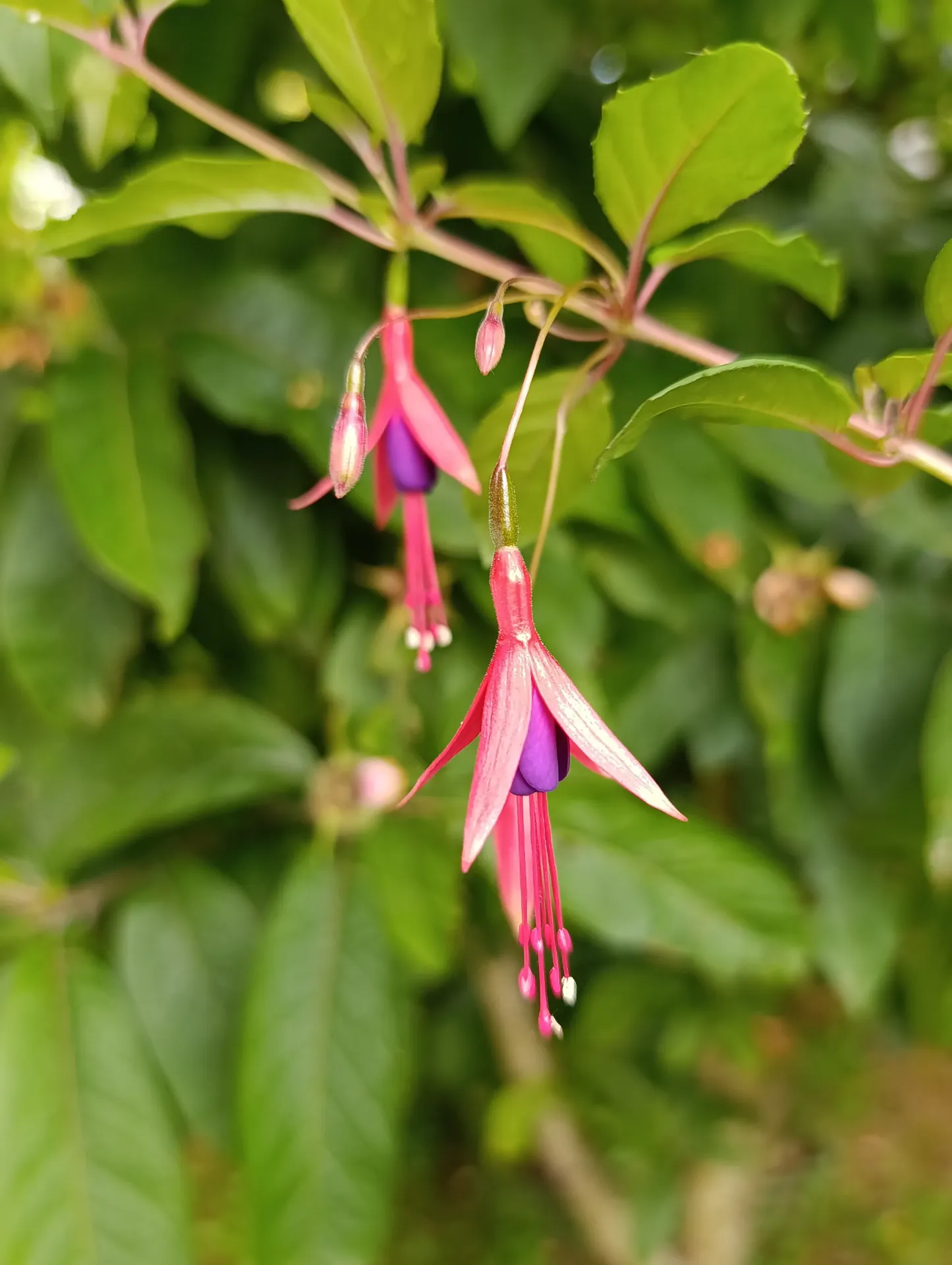 Winterharte Fuchsie 'Georg'