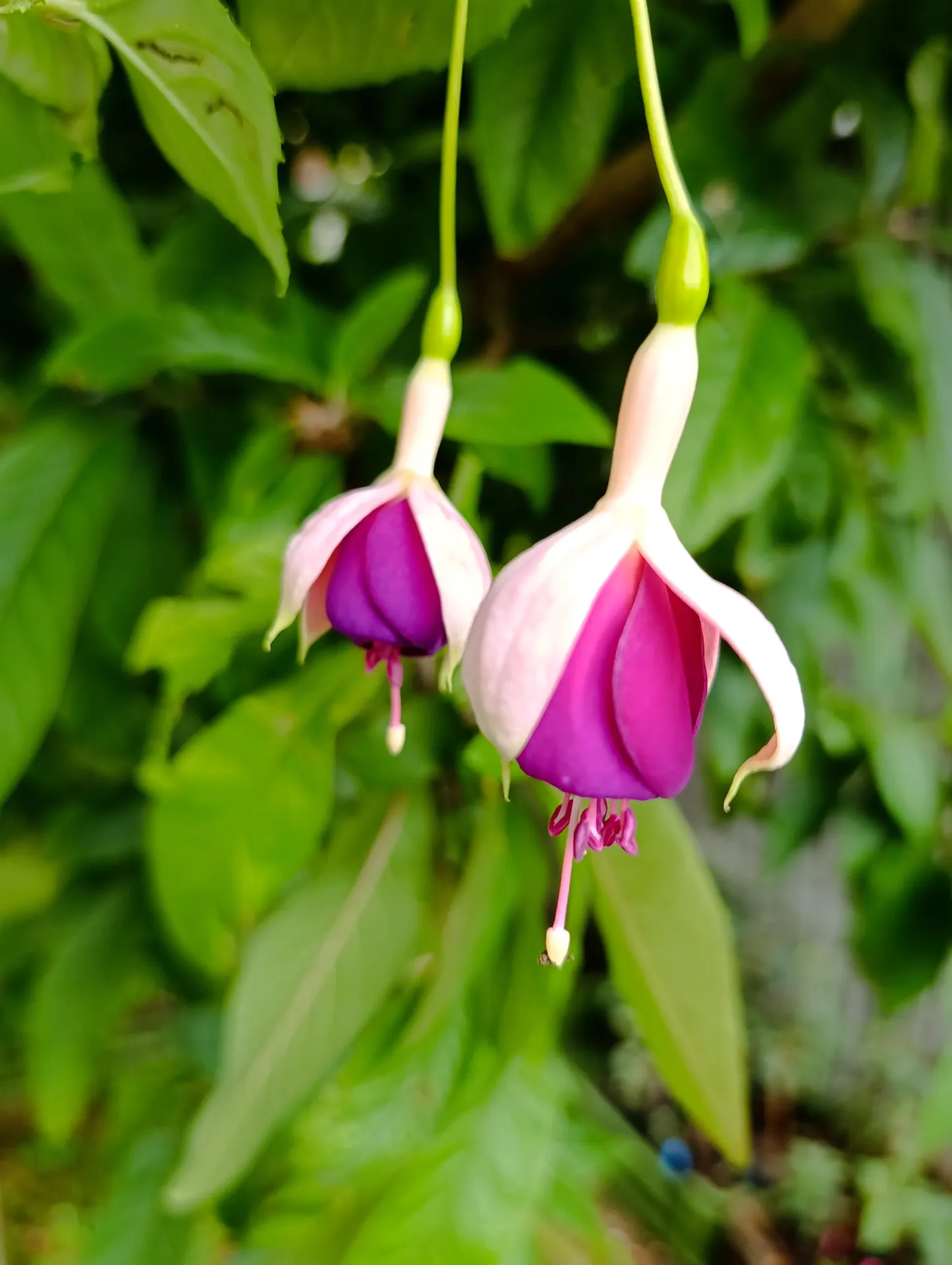 Winterharte Fuchsie 'Rose of Castille impr.'