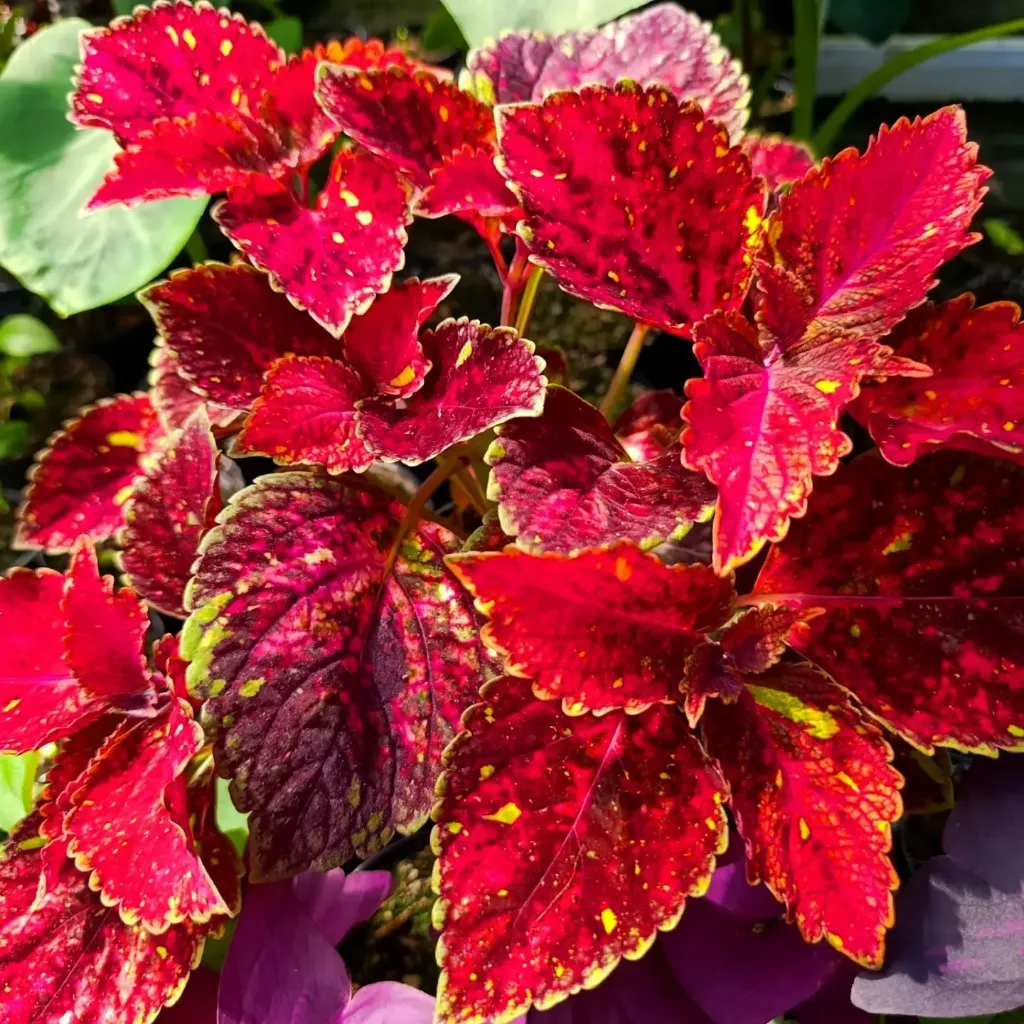 Buntnessel 'ATA Strawberry Vanilla' (Steckling)