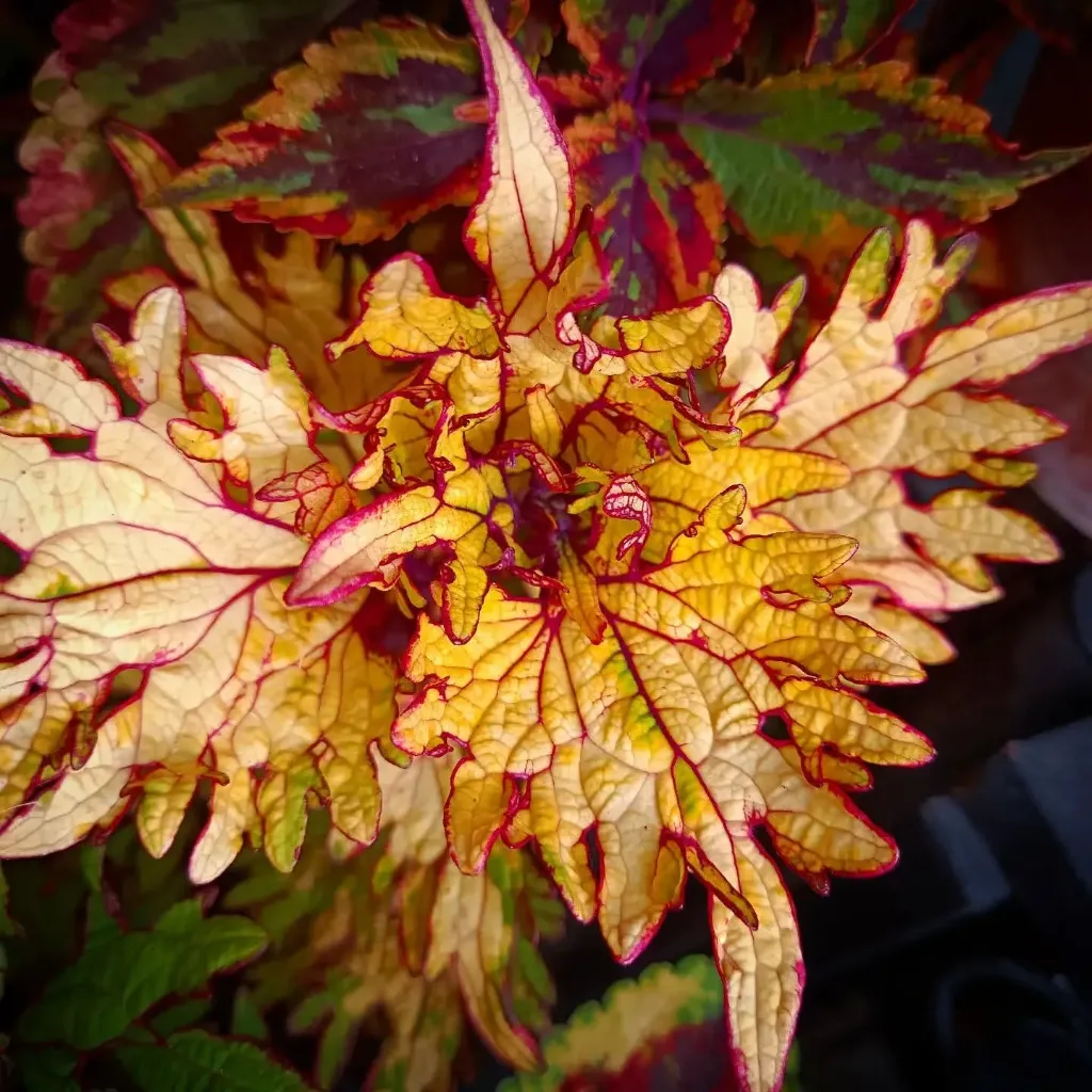 Buntnessel 'ATA Kilonova' (Steckling)