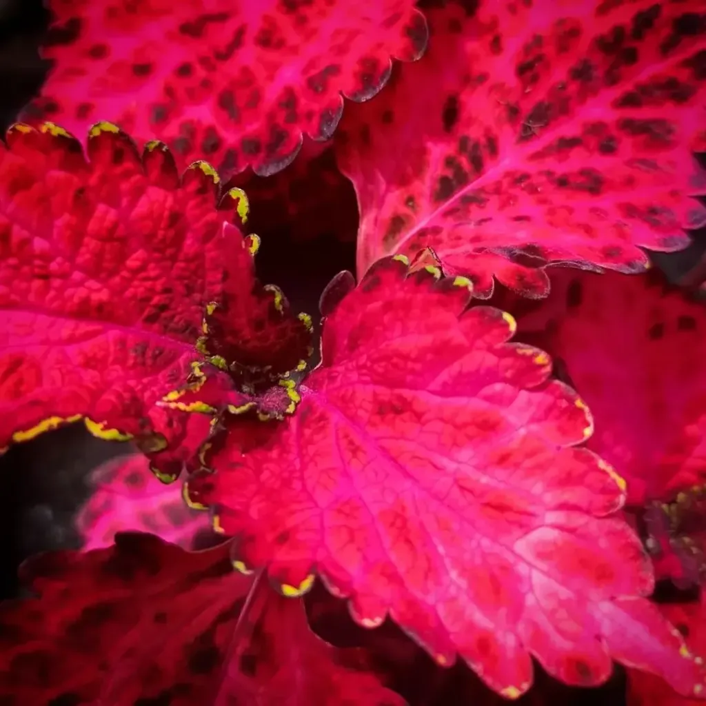 Buntnessel 'ATA Radish Leopard' (Steckling)