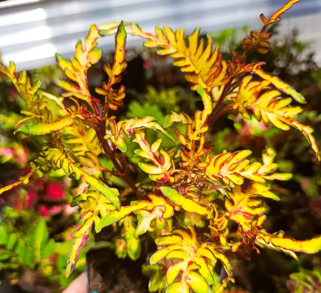 Buntnessel 'ATA Golden Skeleton'' (Steckling)