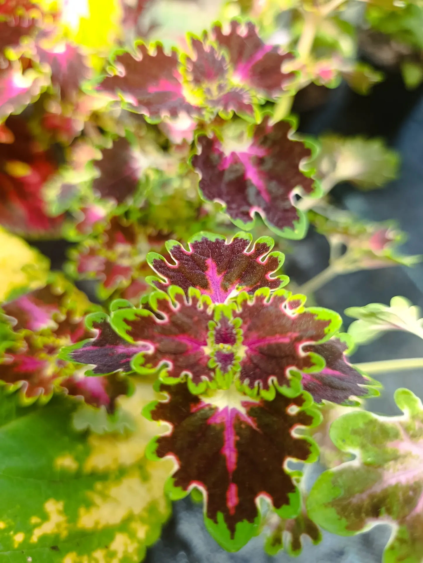 Buntnessel 'ATA Oktoberfest' (Steckling)
