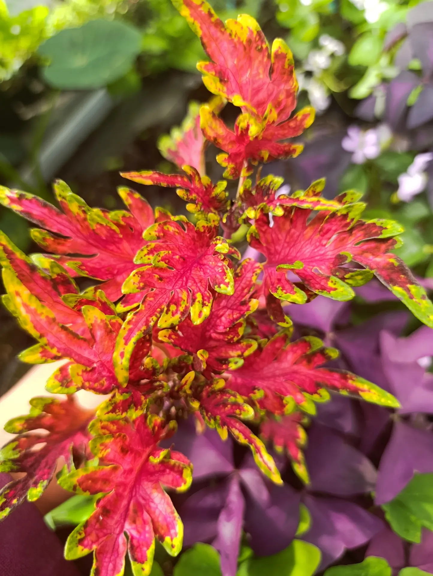 Buntnessel 'ATA Firefox' (Steckling)