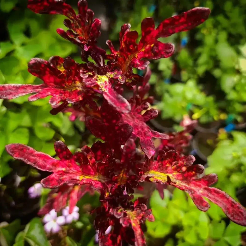 Buntnessel 'ATA Aetna ' (Steckling)