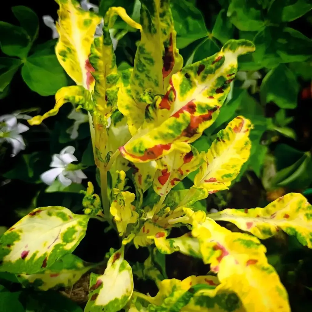 Buntnessel 'ATA Golden Konfetto' (Steckling)