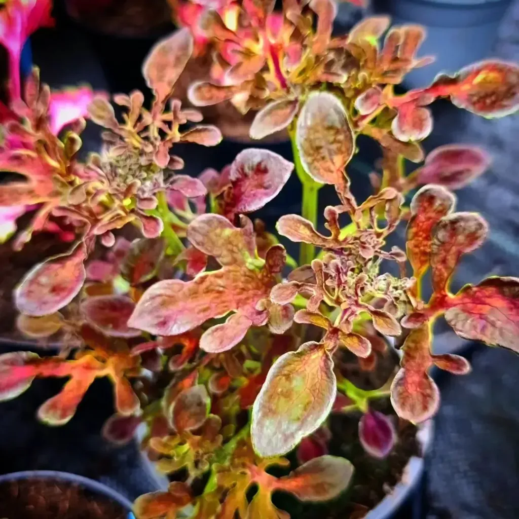 Buntnessel 'ATA Dark Opal' (Steckling)