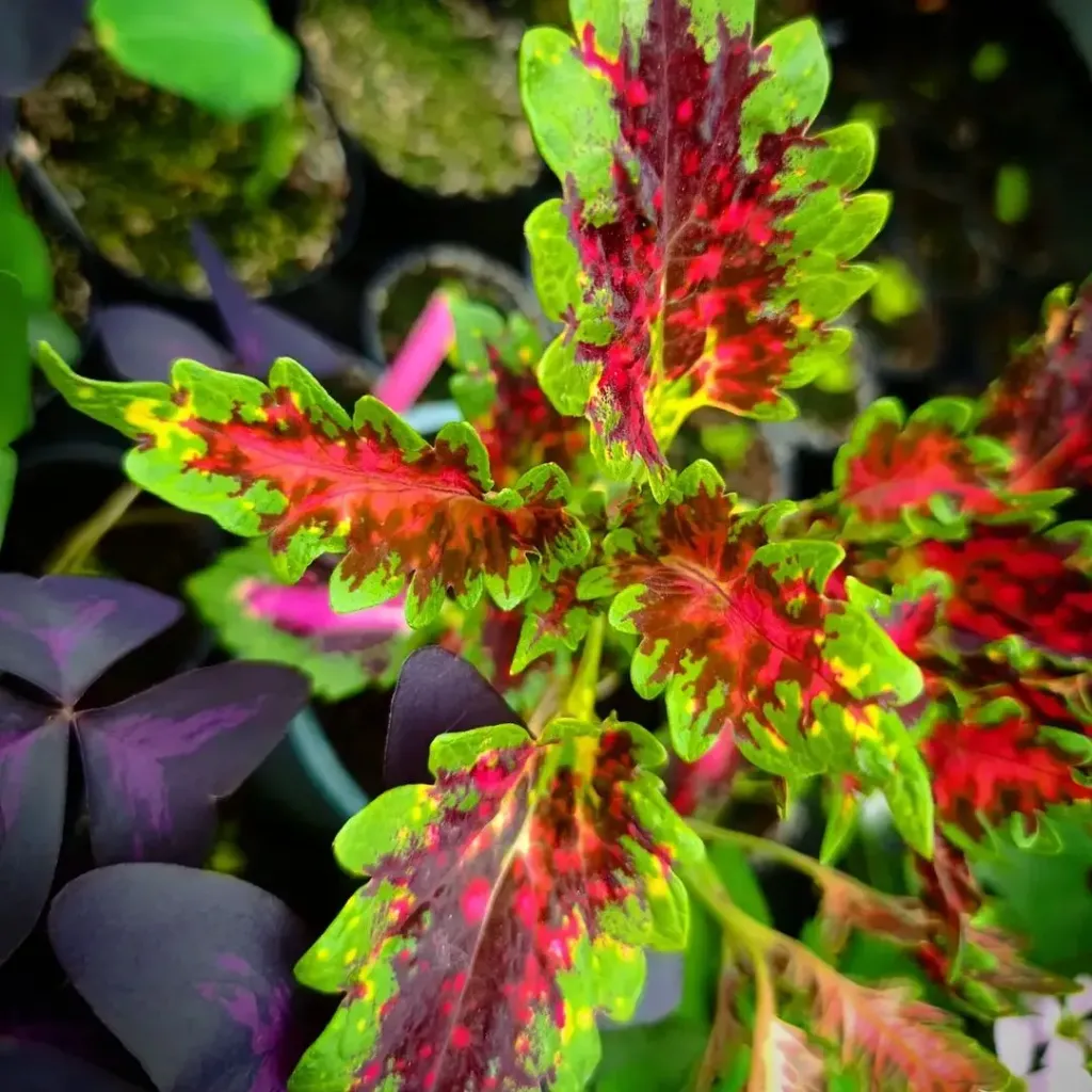 Buntnessel 'ATA Strawberry Delight' (Steckling)