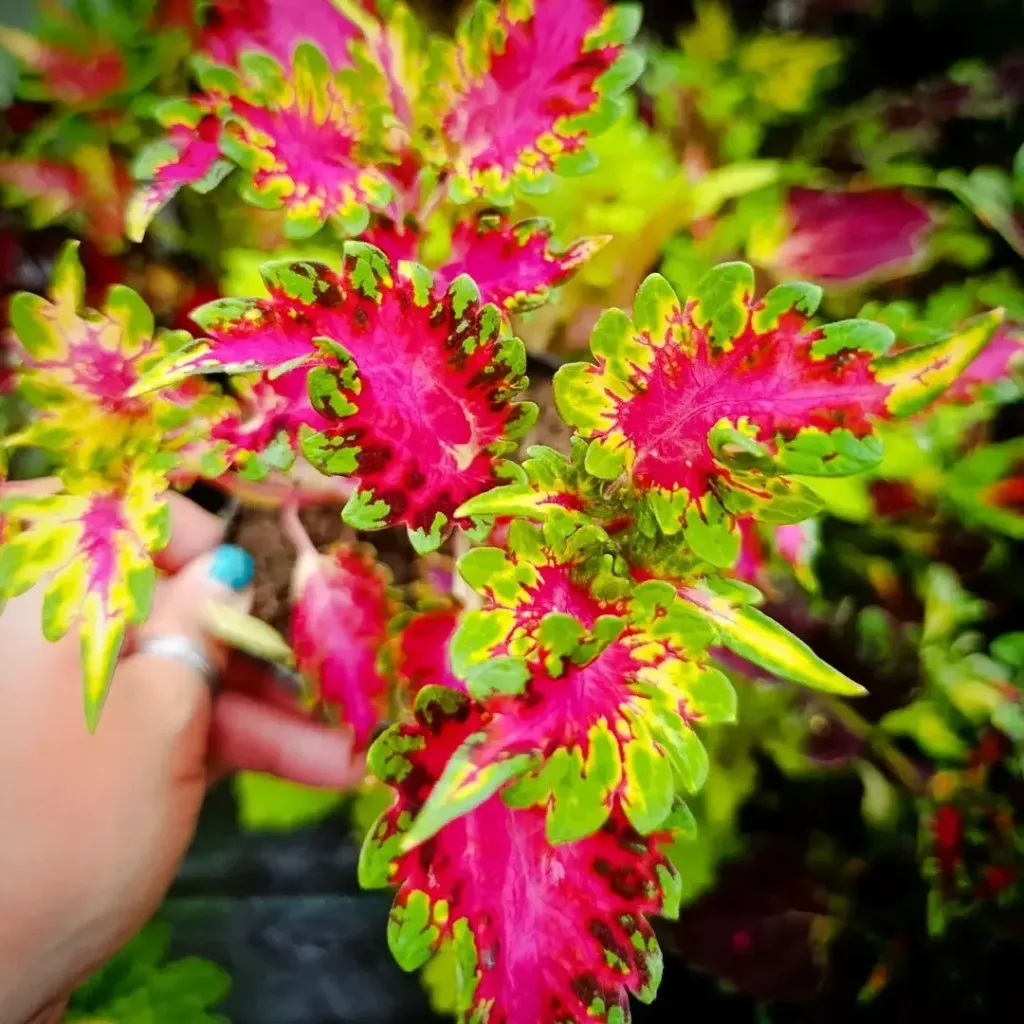 Buntnessel 'ATA Birdie' (Steckling)