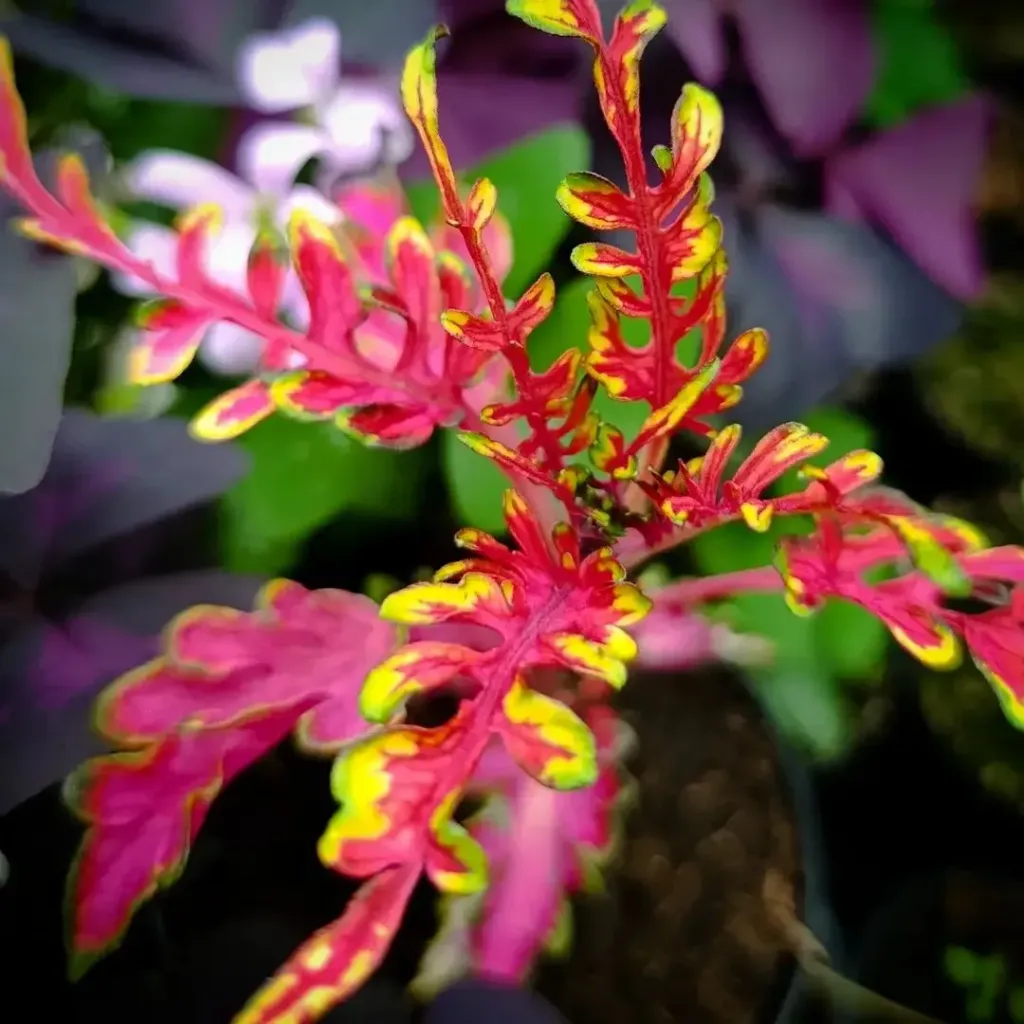 Buntnessel 'ATA Pink Fishbone' (Steckling)