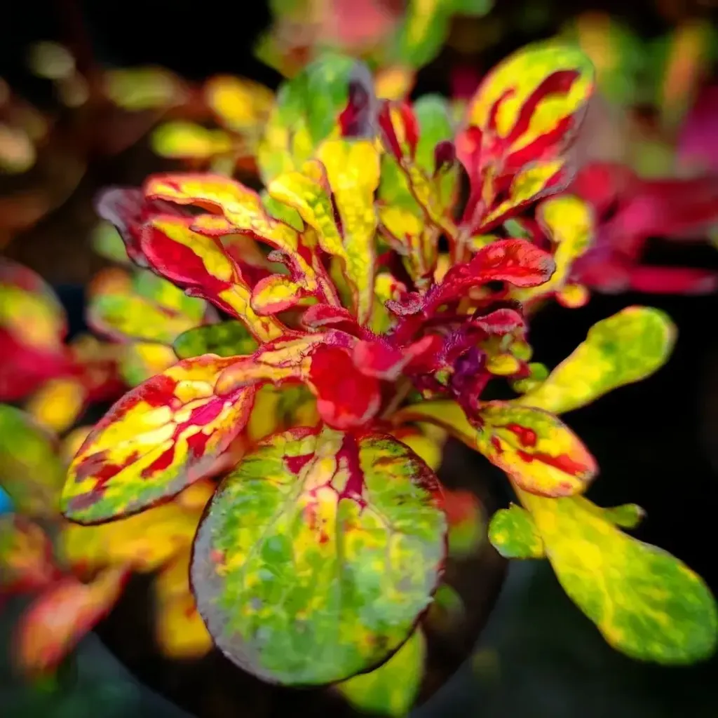 Buntnessel 'ATA Flowers' (Steckling)