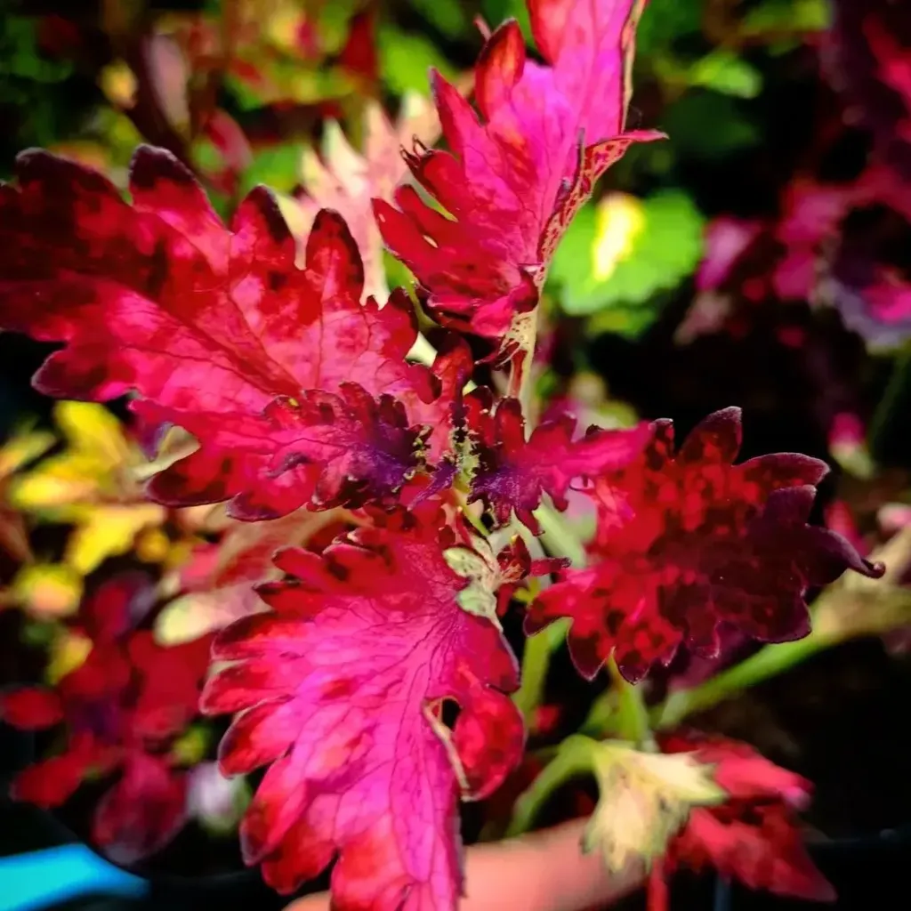 Buntnessel 'ATA Flamingo Pink' (Steckling)