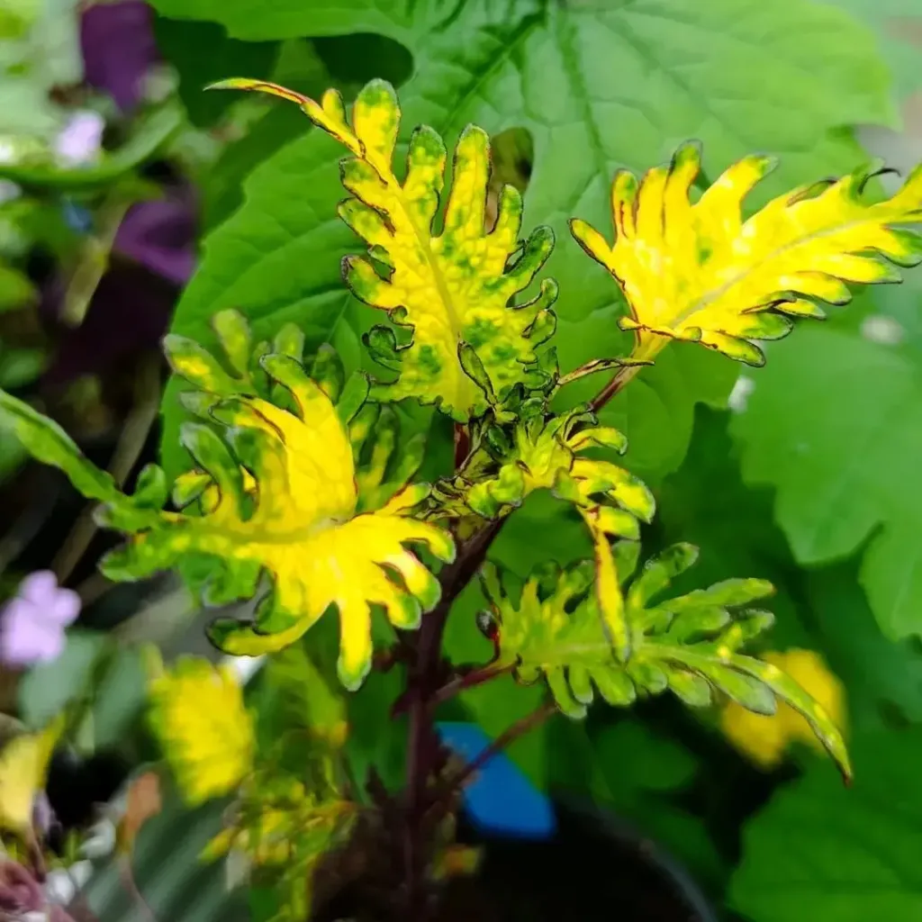 Buntnessel 'ATA Yellow Feather' (Steckling)