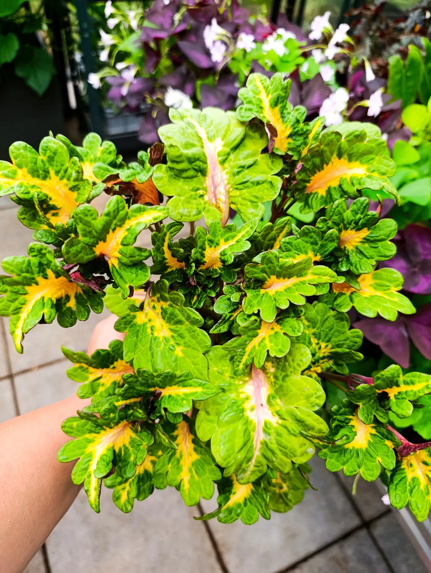 Buntnessel 'ATA Grüner Kakadu' (Steckling)