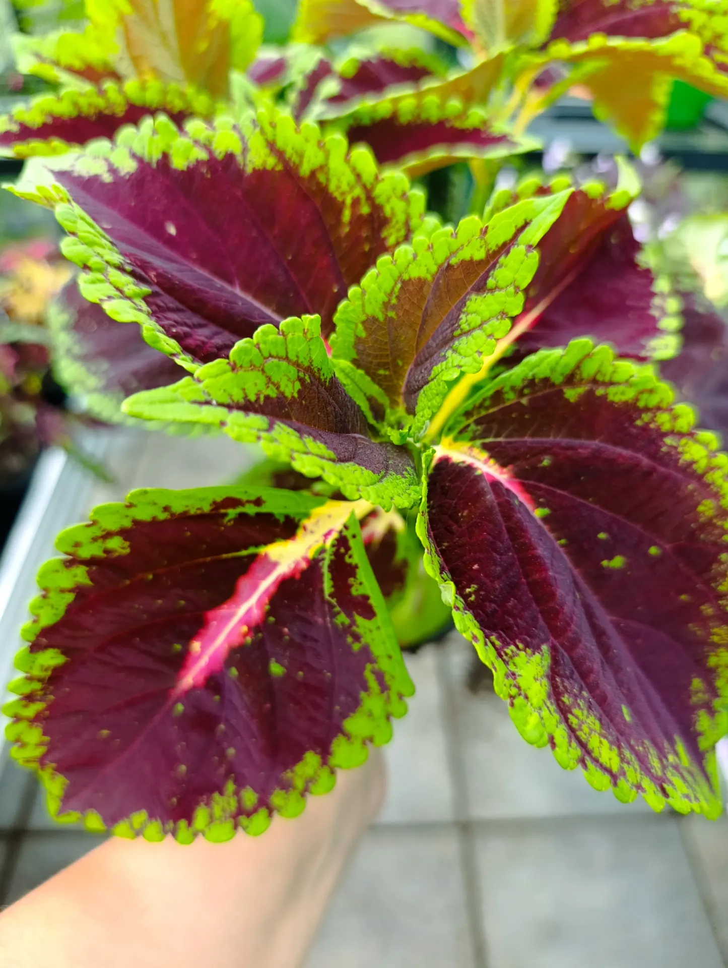 Riesenbuntnessel 'ATA Giant Dorothy' (Steckling)