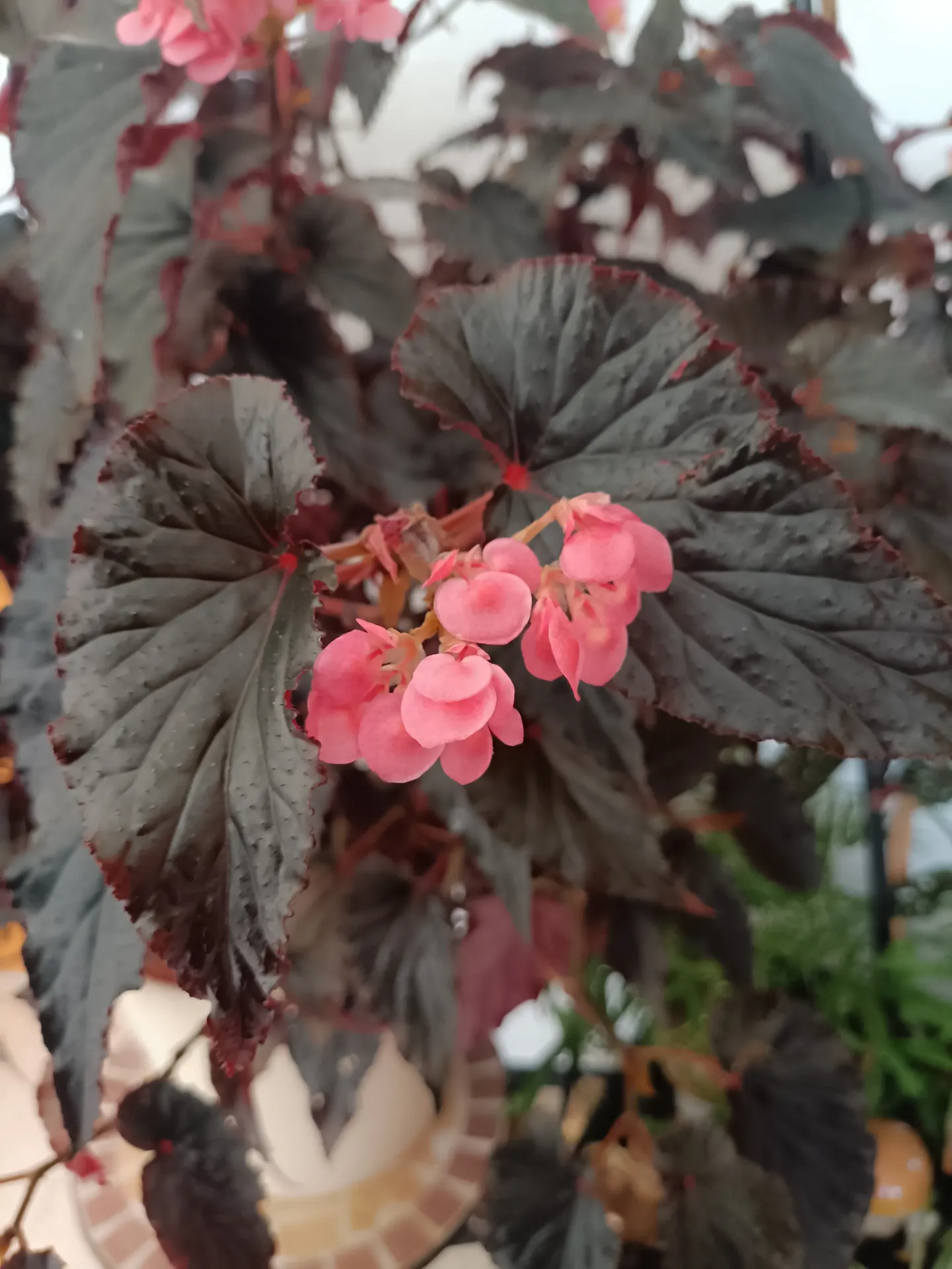 Engelsflügelbegonie 'Black Magic' (Pflanze)