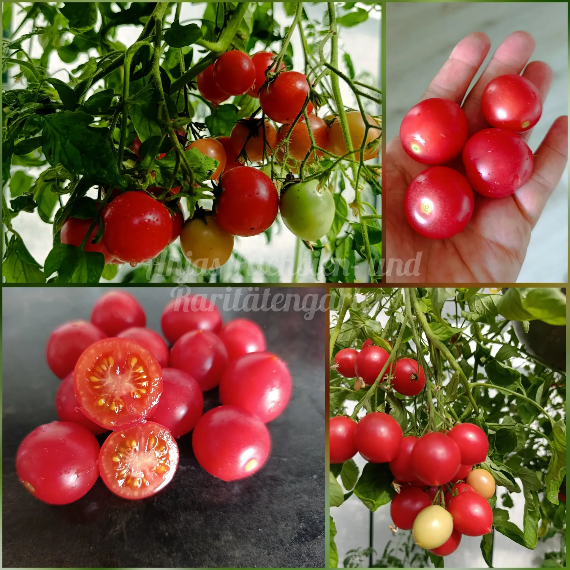 Tomate 'Rosy Falls'