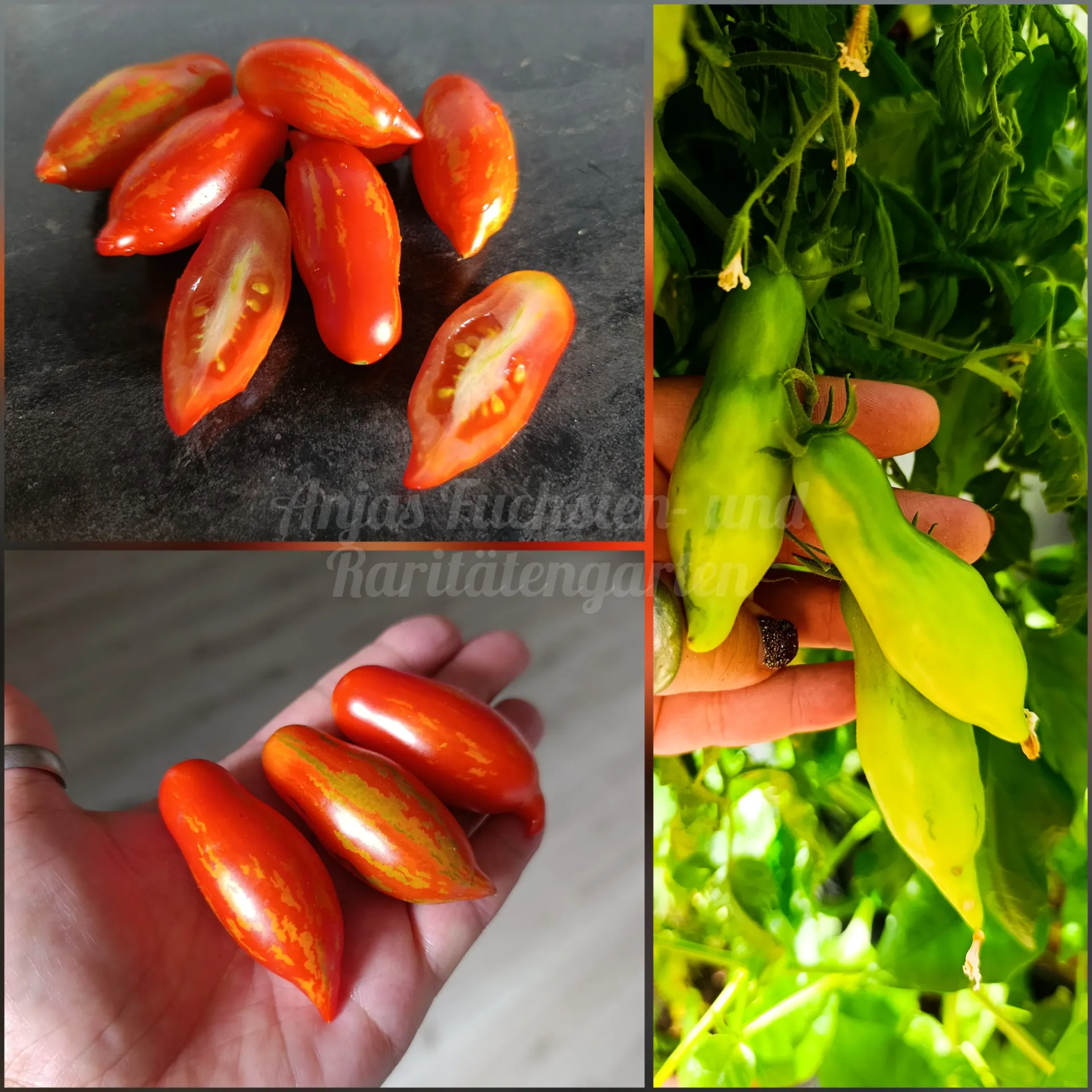 Tomate 'Spanish Dancer'