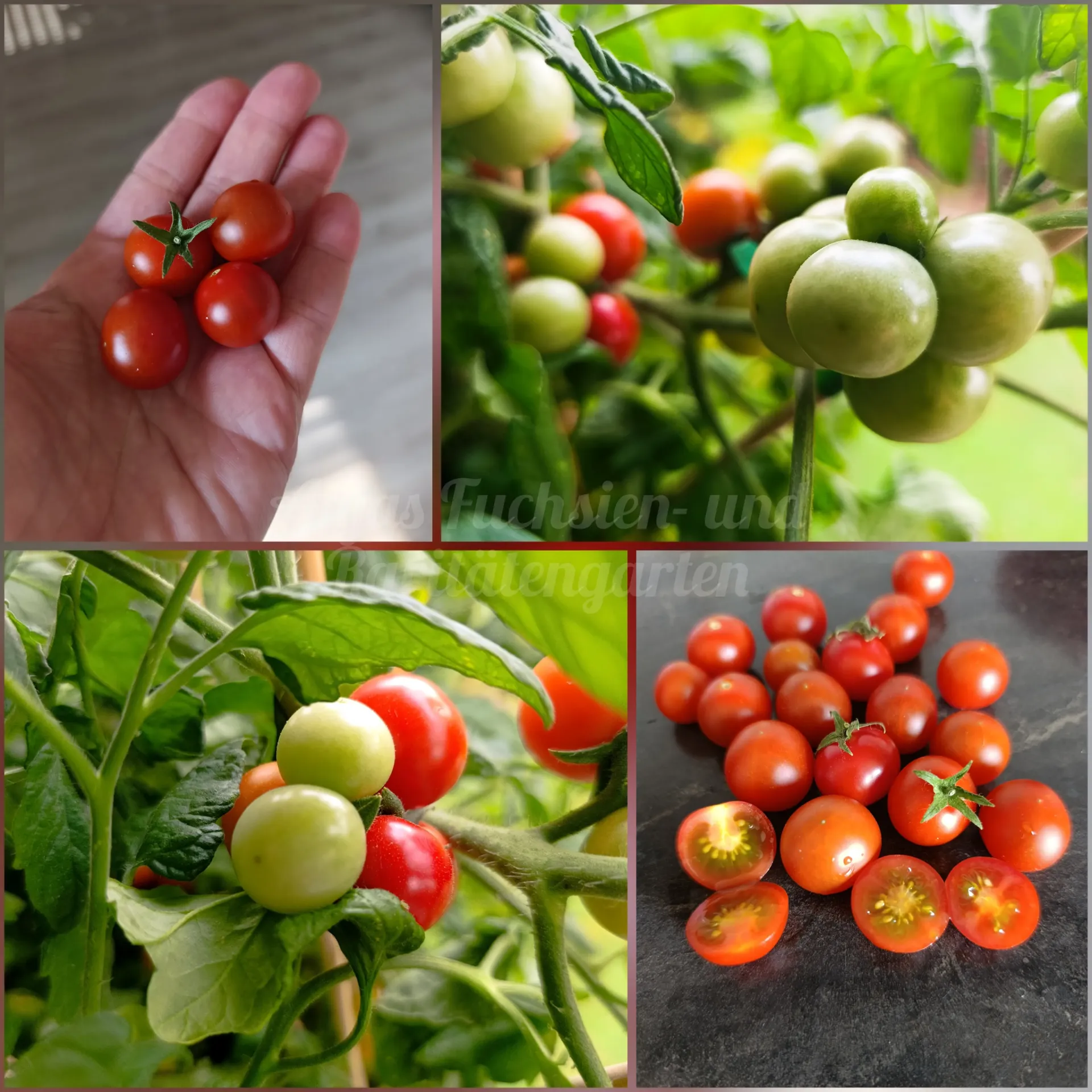 Tomate 'Bajaja'