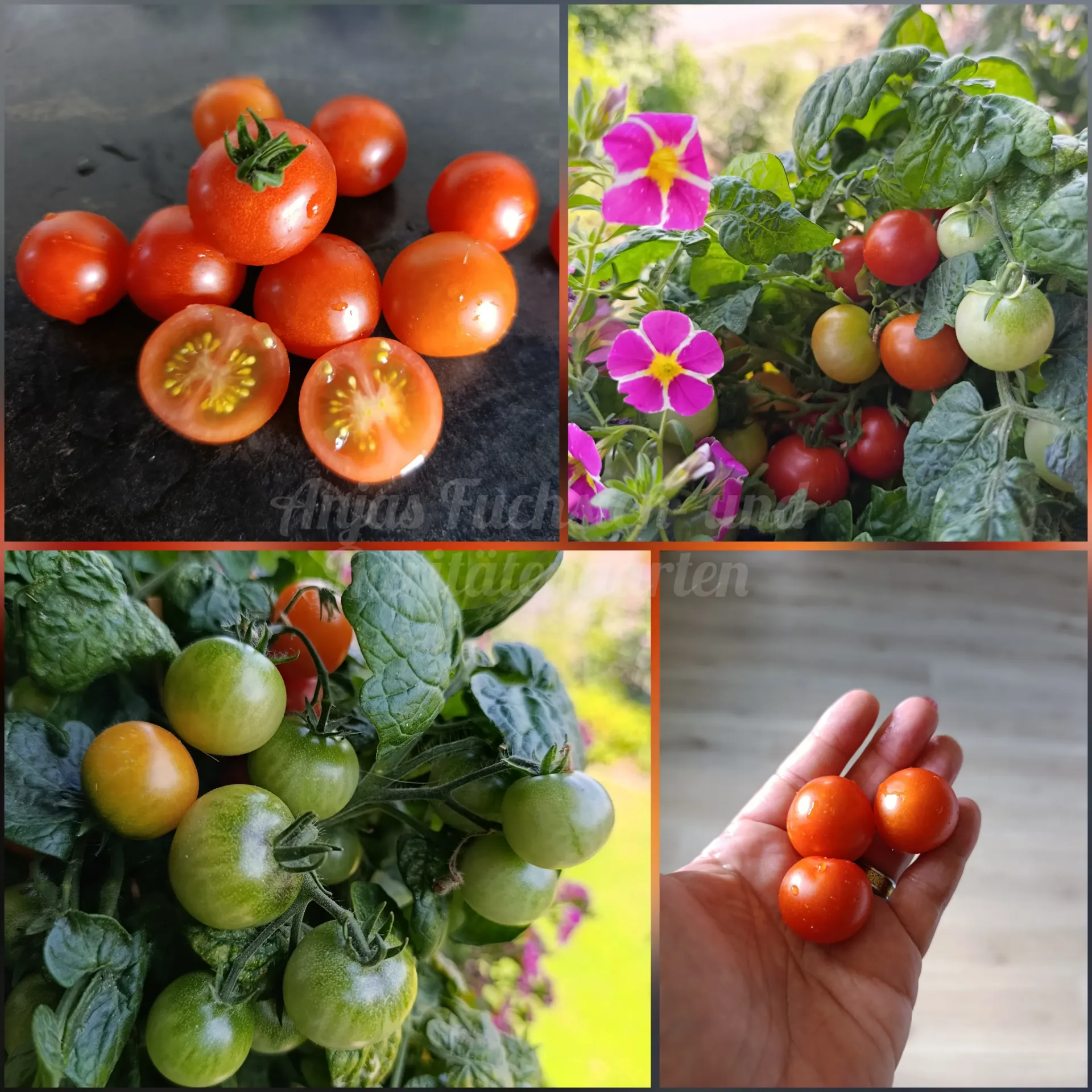 Tomate 'Florida Basket'