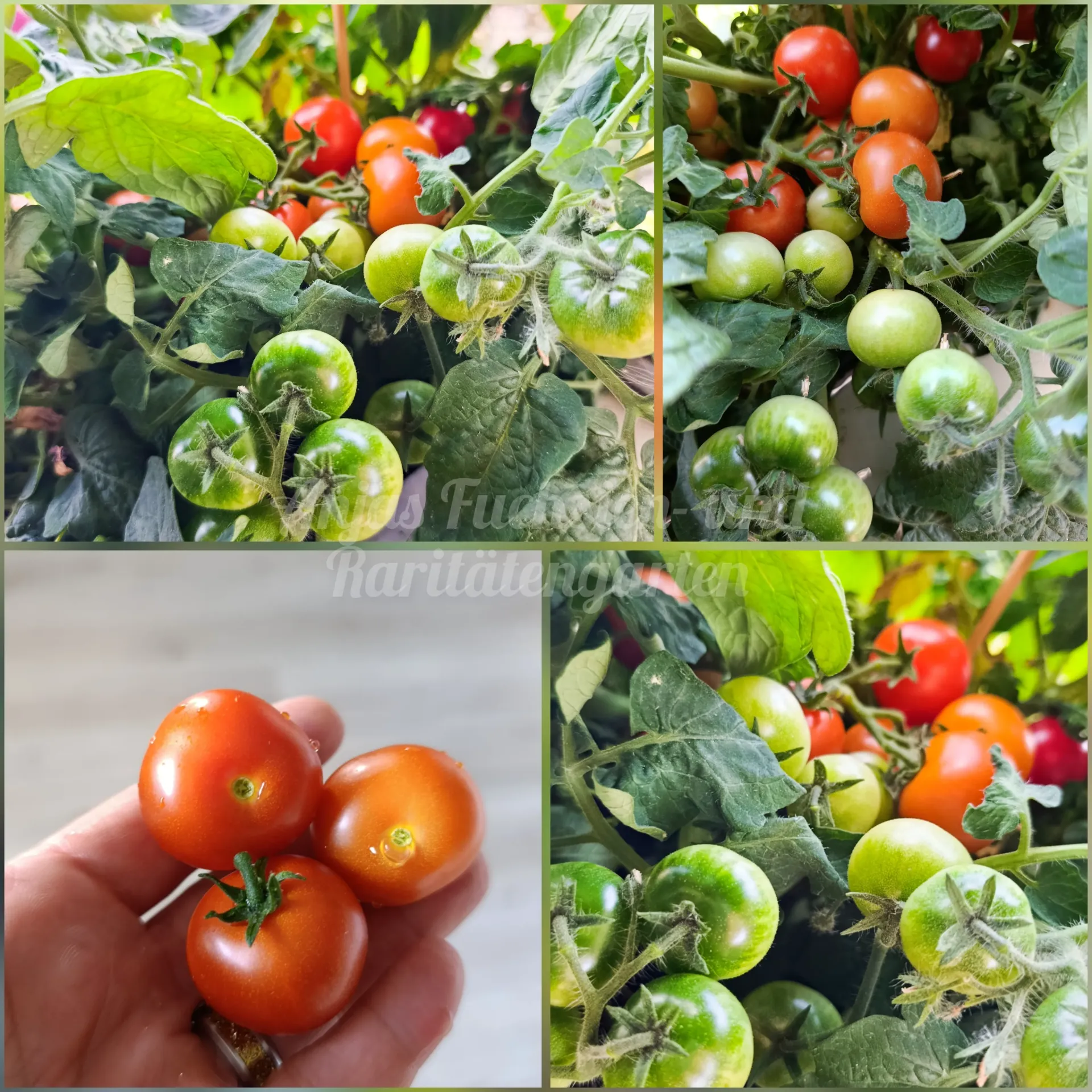 Tomate 'Zwergenwunder'