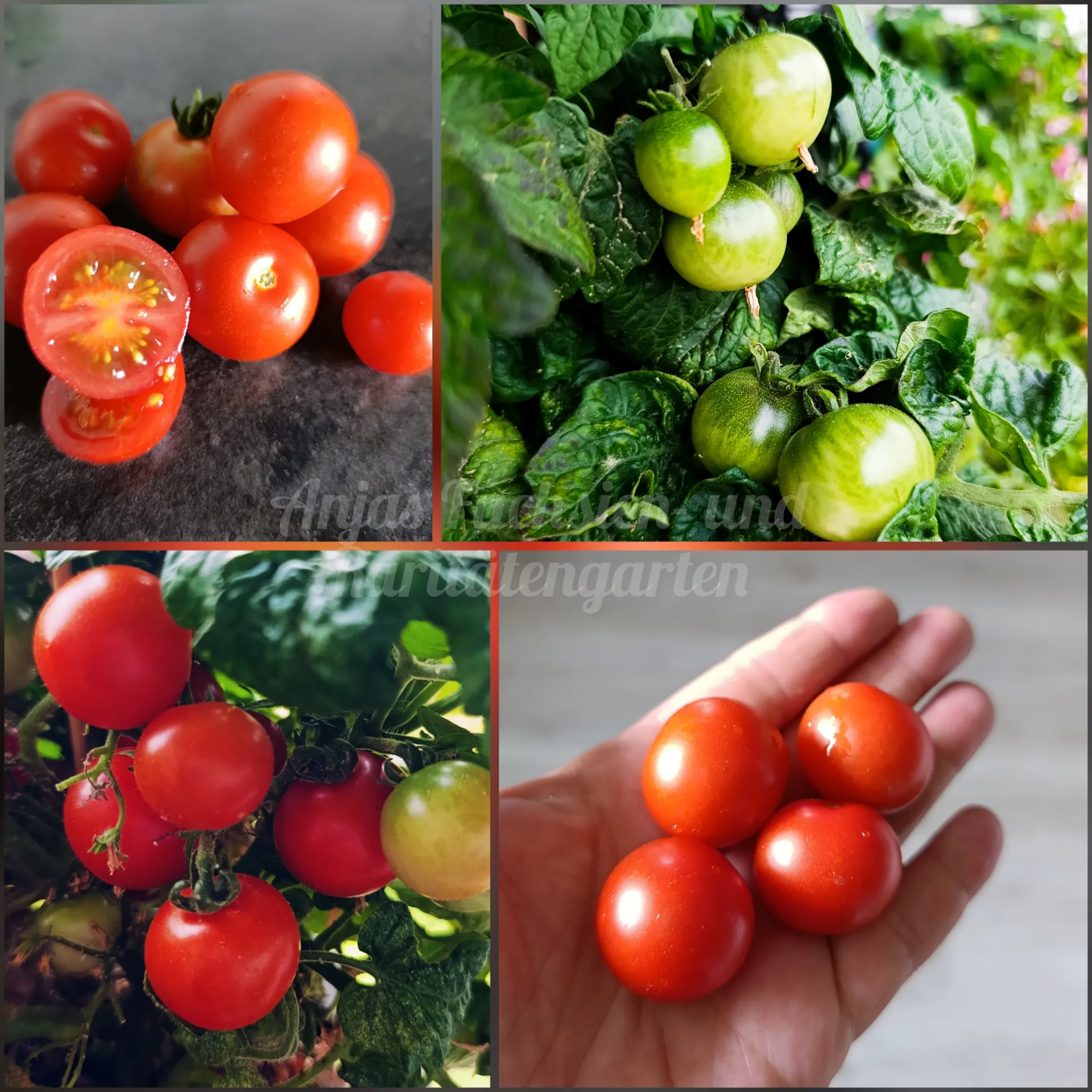 Tomate 'Jip & Janneke'
