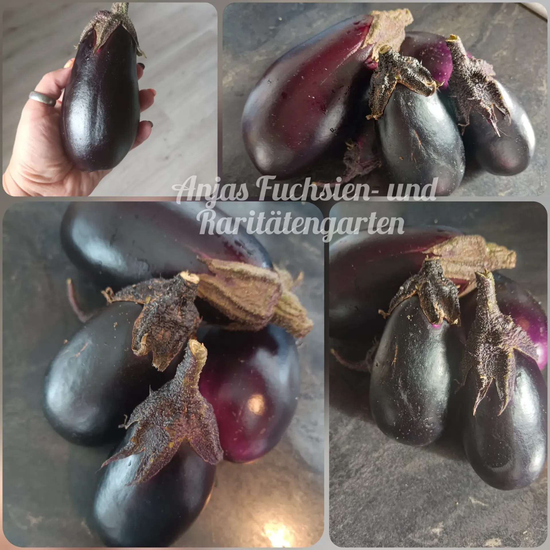Aubergine 'Tschechische Frühe'