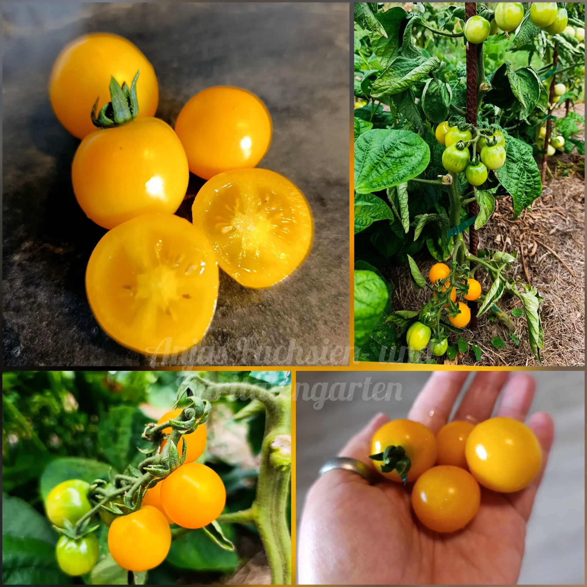 Tomate 'Lollipop (gelb)'