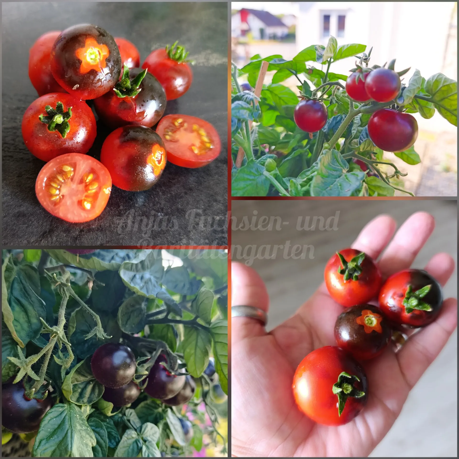 Tomate 'Micro Dwarf Purple'
