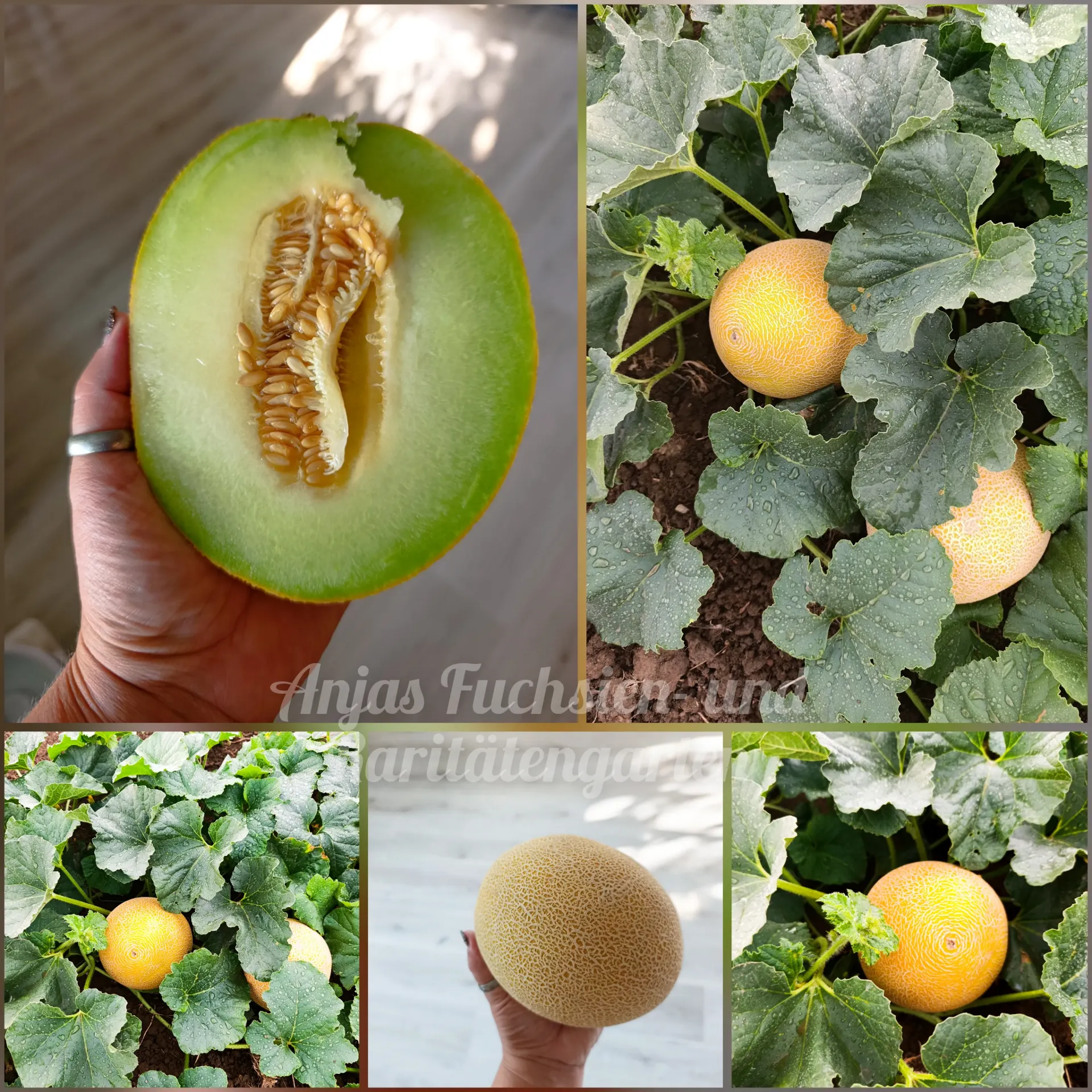 Zuckerkuss-Melone