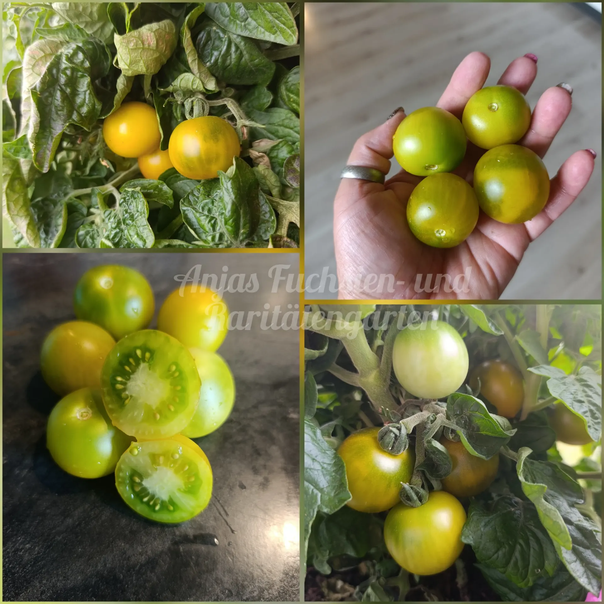 Tomate 'Fat Frog'