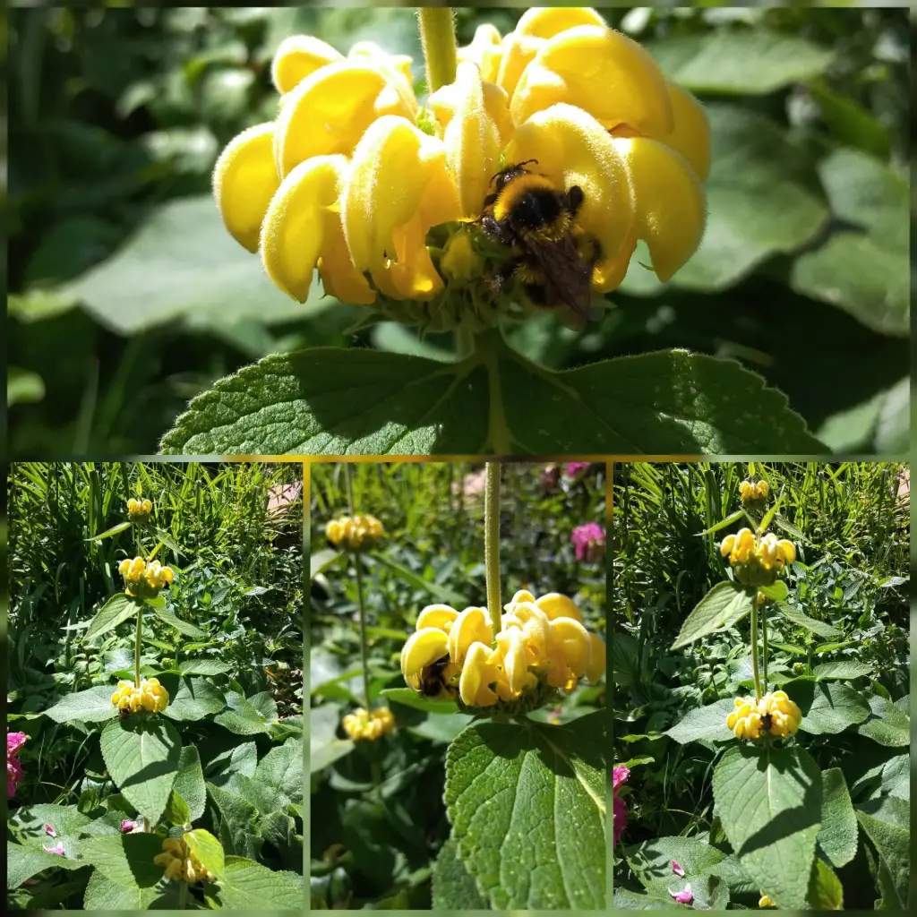 Syrisches Brandkraut