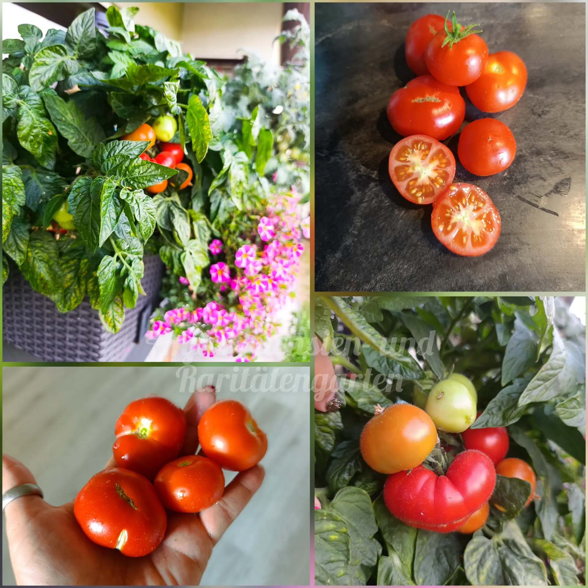 Tomate 'Florida Petit'