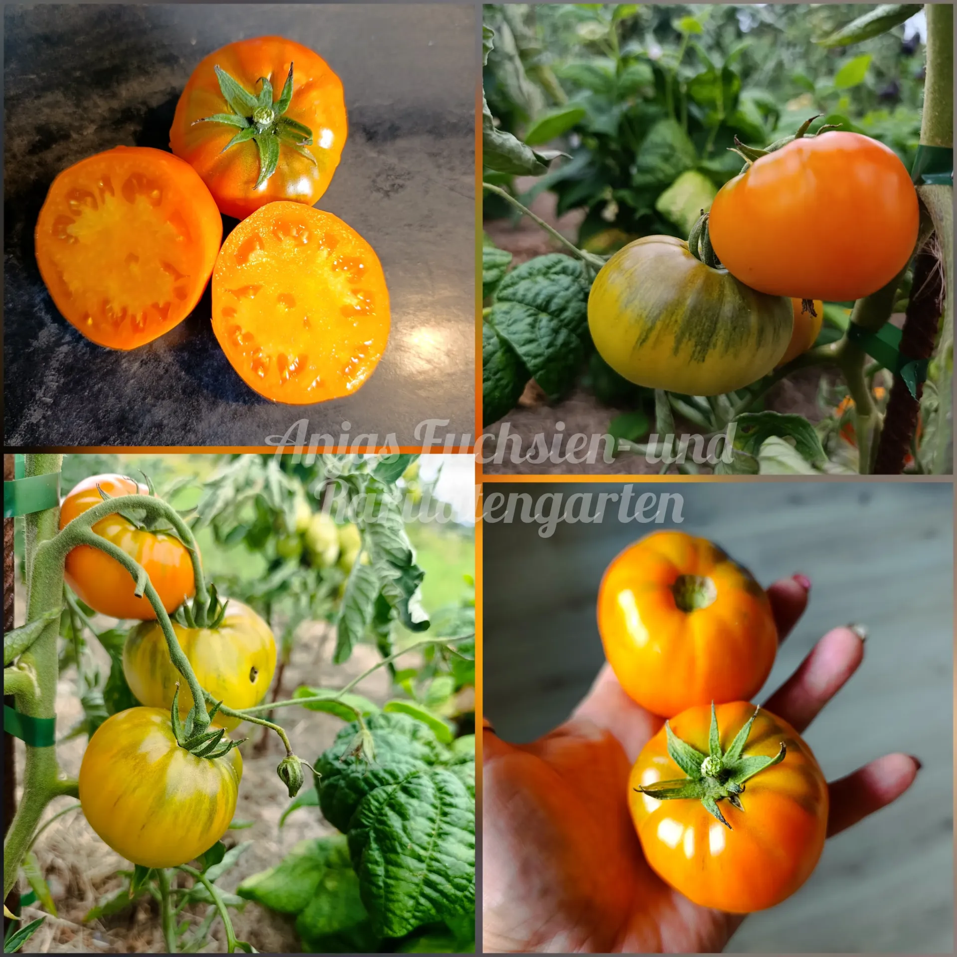 Tomate 'Bochka Mioda -Honigfass (Бочка мёда)