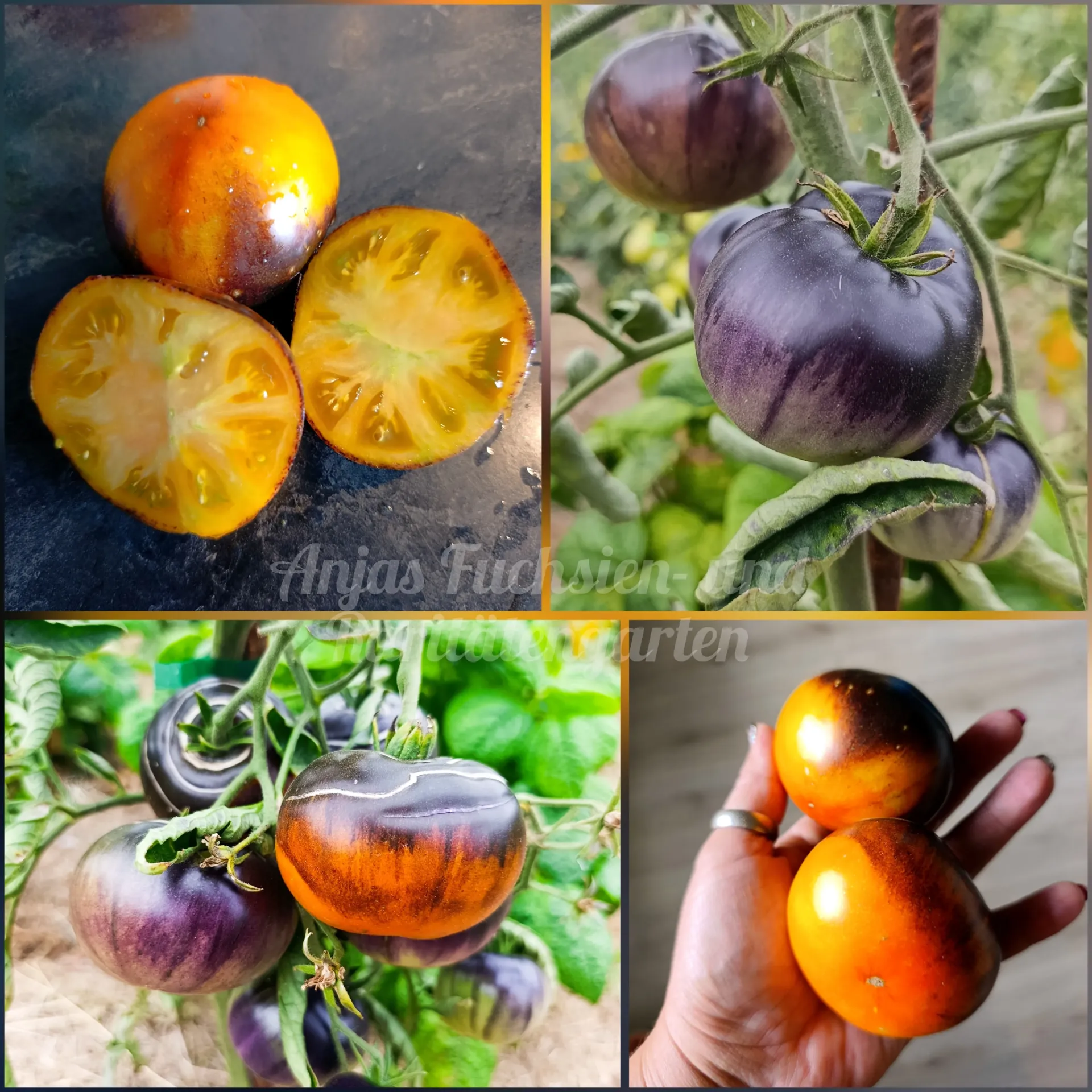 Tomate 'Blue King'