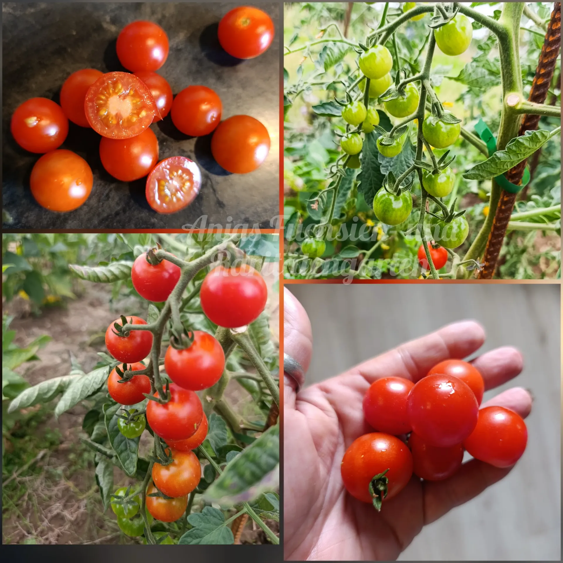 Tomate 'Onkel Gustav'