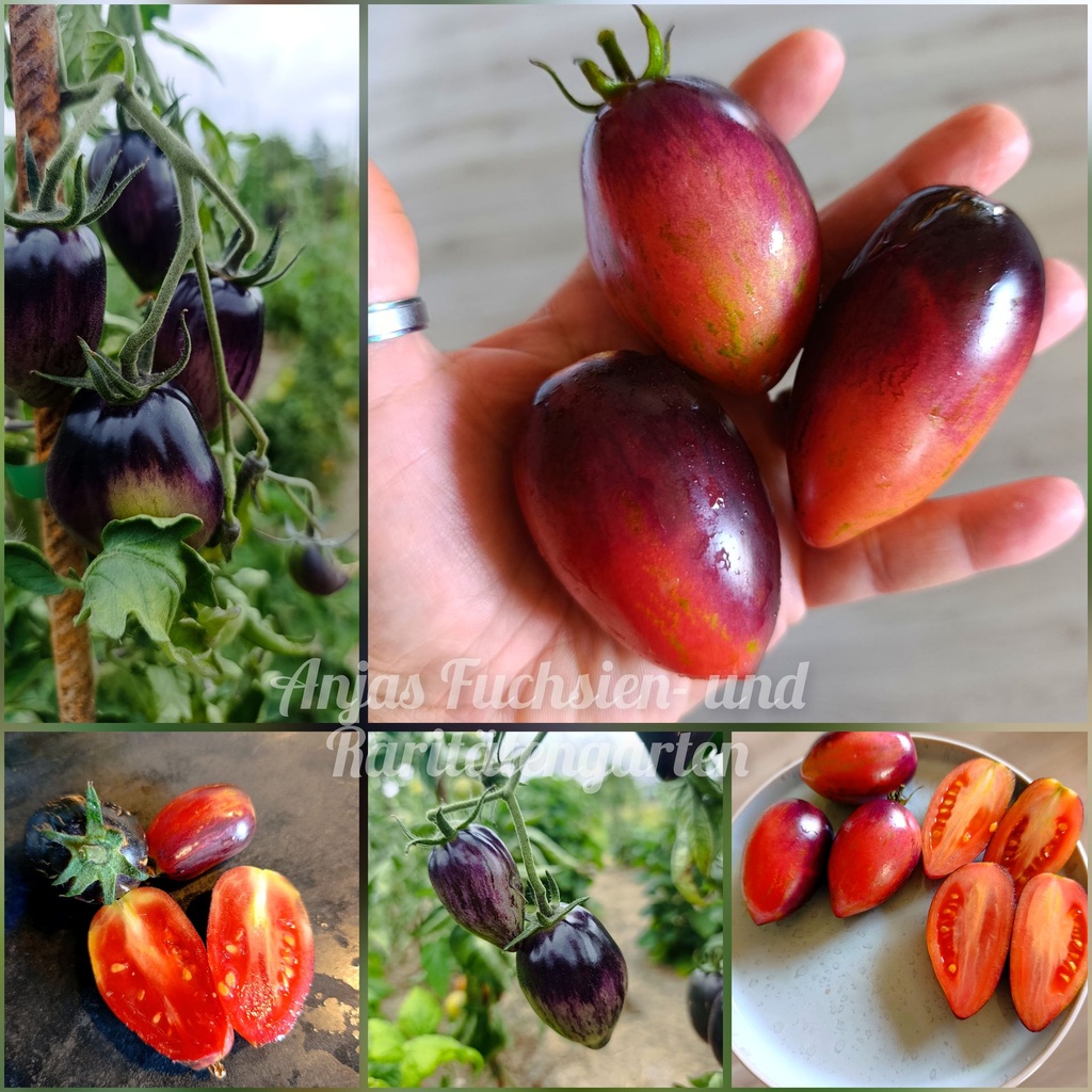 Tomate 'Strawberry Waterfall'