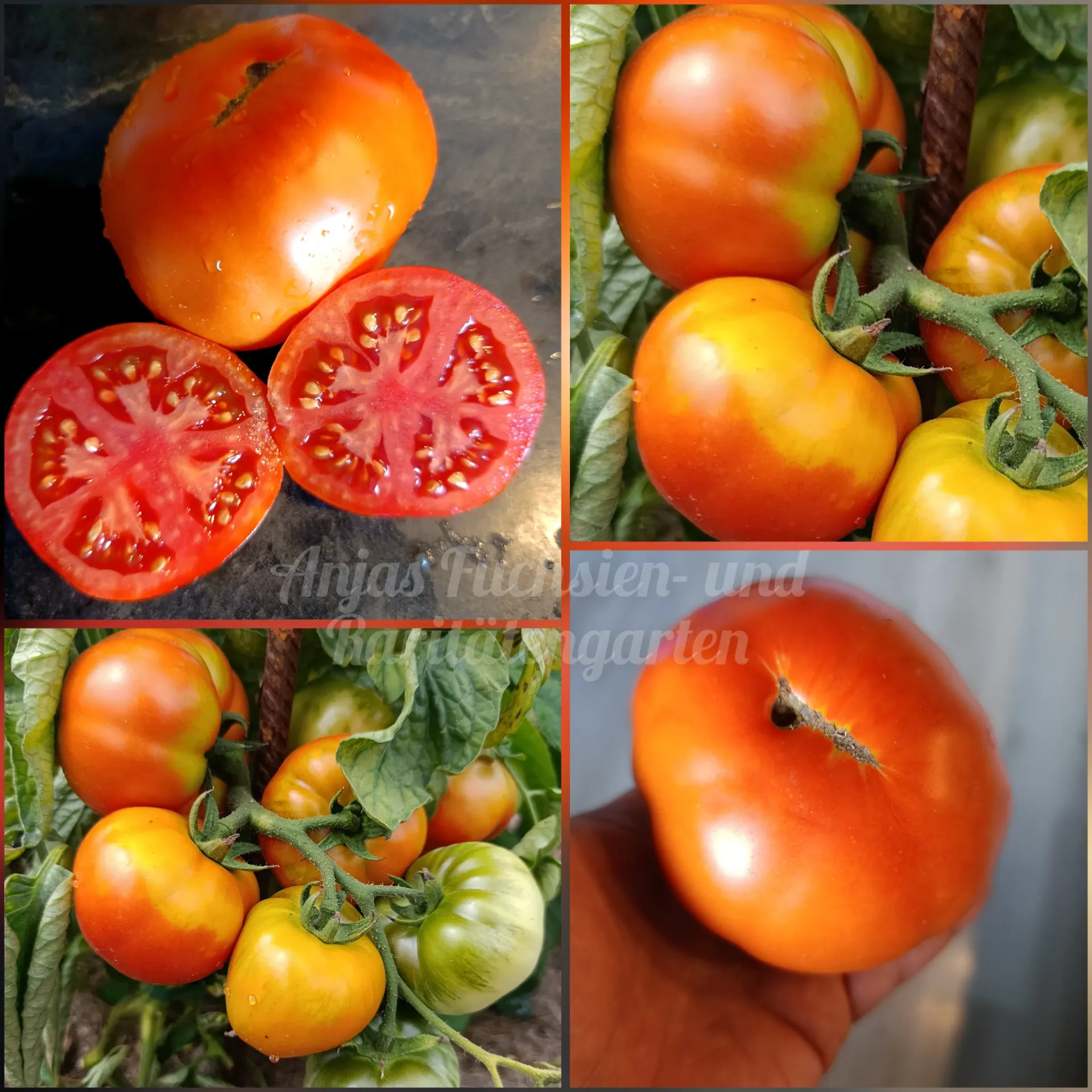 Tomate 'Fetter Jack' (Толстый Джек)
