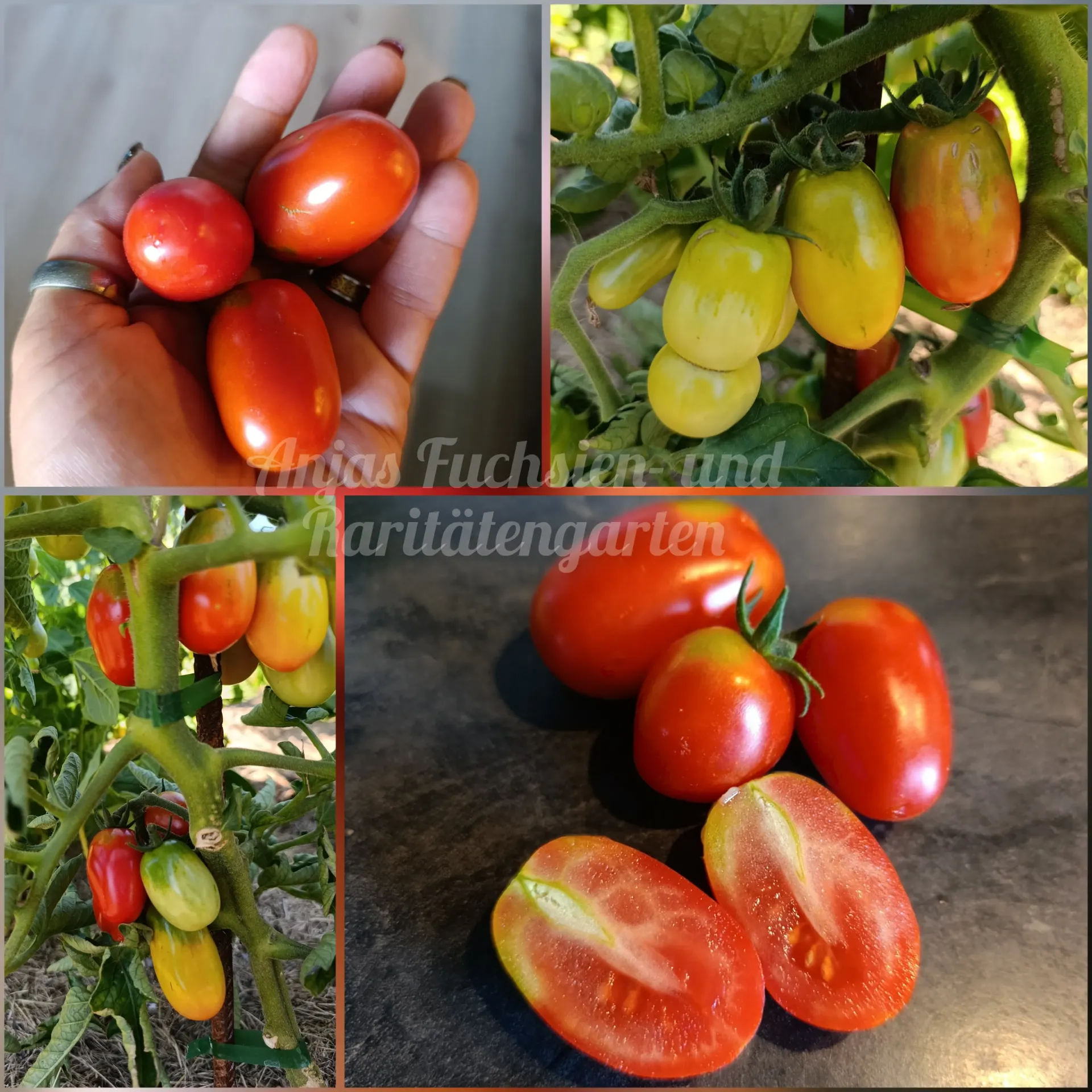 Tomate 'König Humbert'