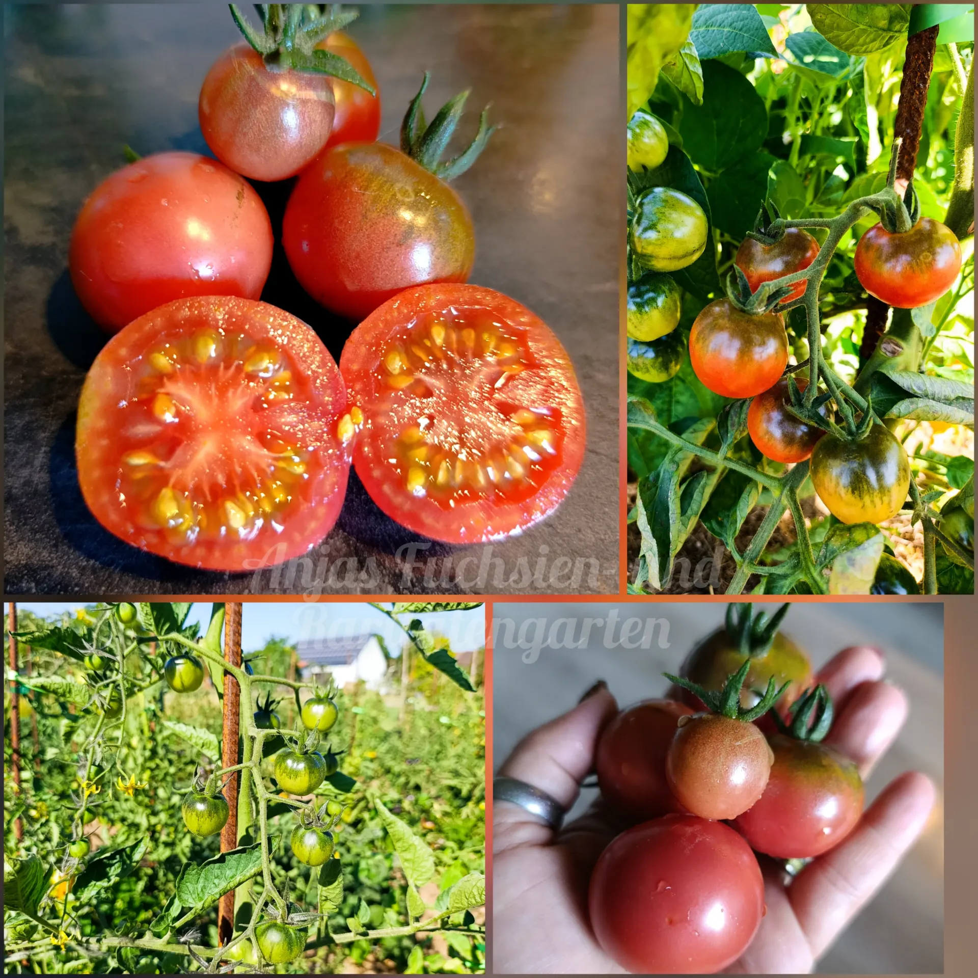 Tomate 'Charlotte Sometimes'