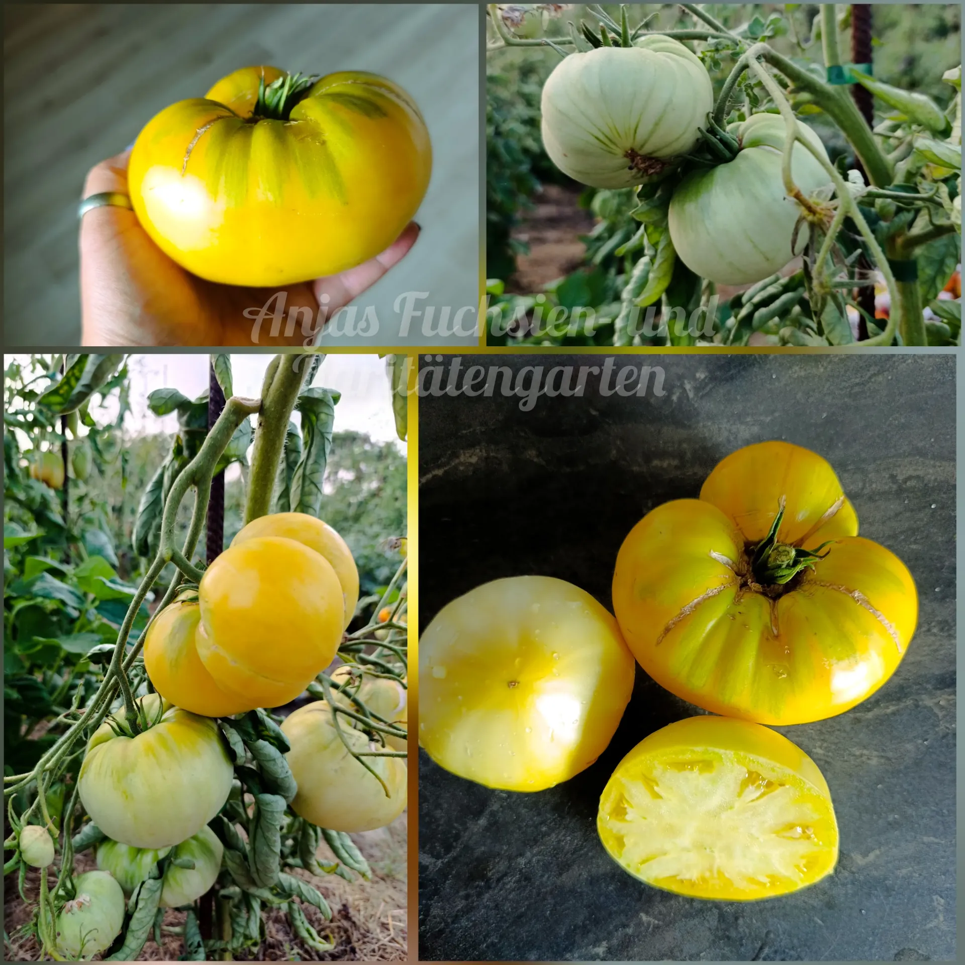 Tomate 'Reginas Mandaline'