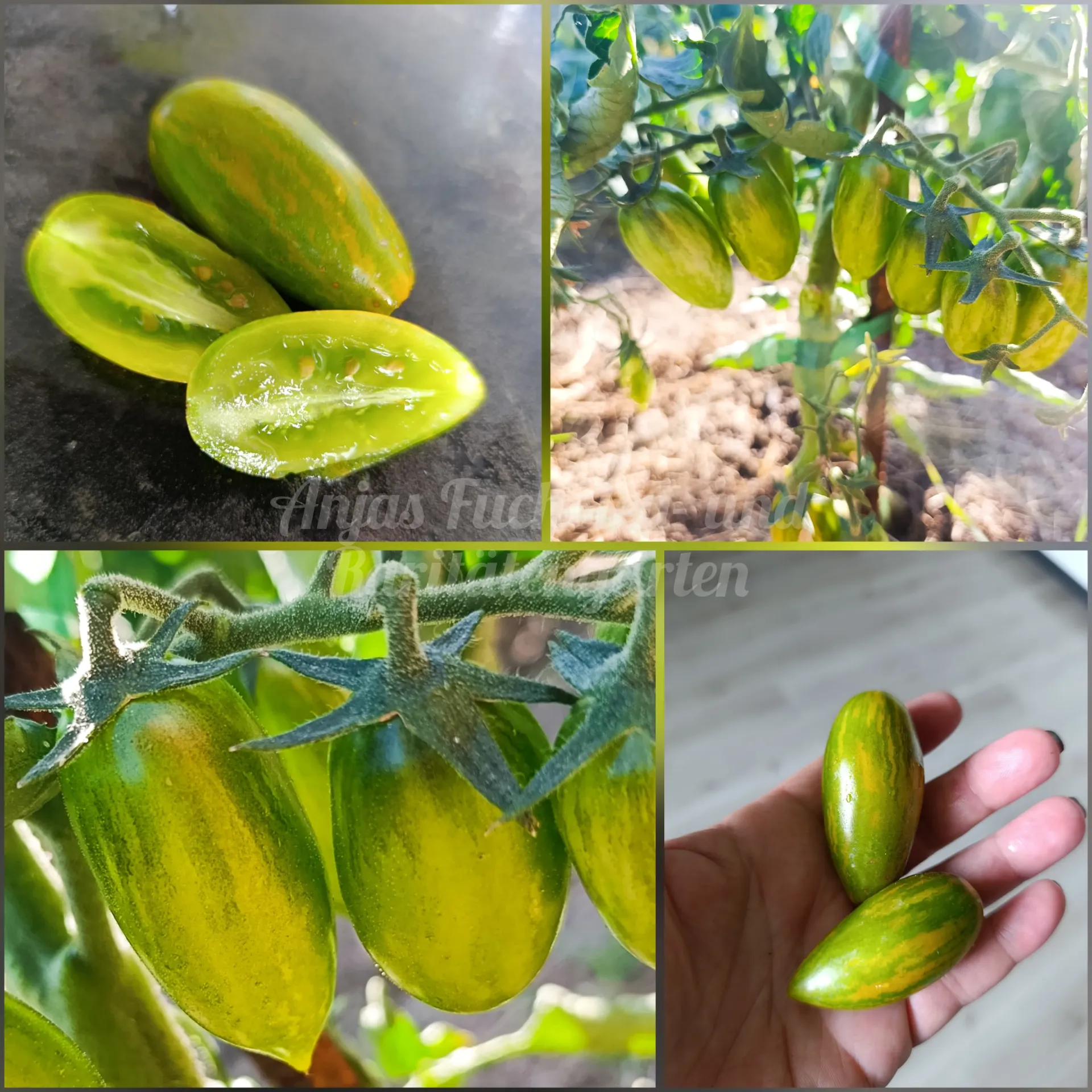 Tomate 'Green Tiger'